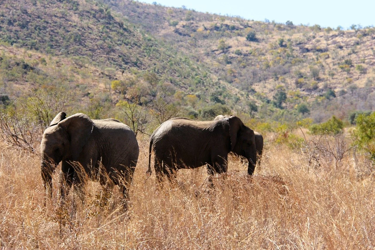 An abstract, glowing digital trophy or stylized medal, rendered with clean, sharp edges, surrounded by subtle particle effects and ethereal light streaks, signifying excellence and achievement. The backdrop is a gradient blend of deep blues and purples, with faint, intricate circuit board patterns integrated into the glassmorphic foreground elements, emphasizing digital mastery and innovation. The visual metaphor is one of hard-won success in a high-tech domain, achieved through pixel-perfect precision.